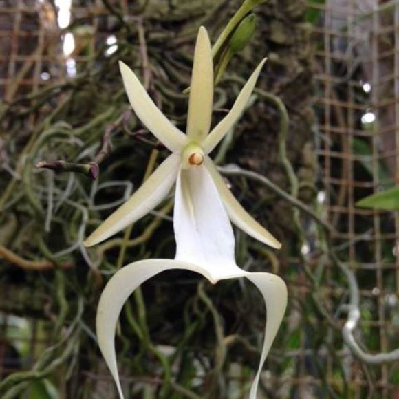 Meet your Posher, Bonnie - Picture 1 of 1